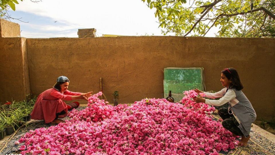 گل سرخ و میراث گلاب و گلاب گیری در ایران