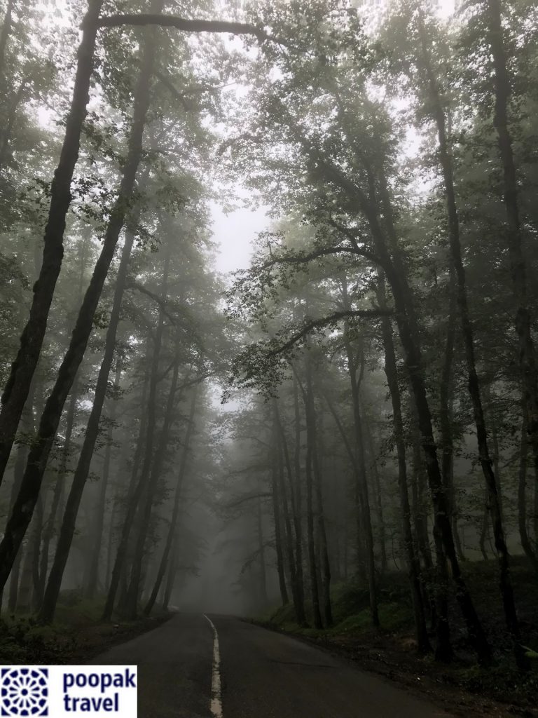 عکس جنگل دالخانی رامسر