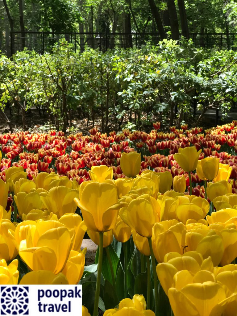 گل لاله باغ ایرانی